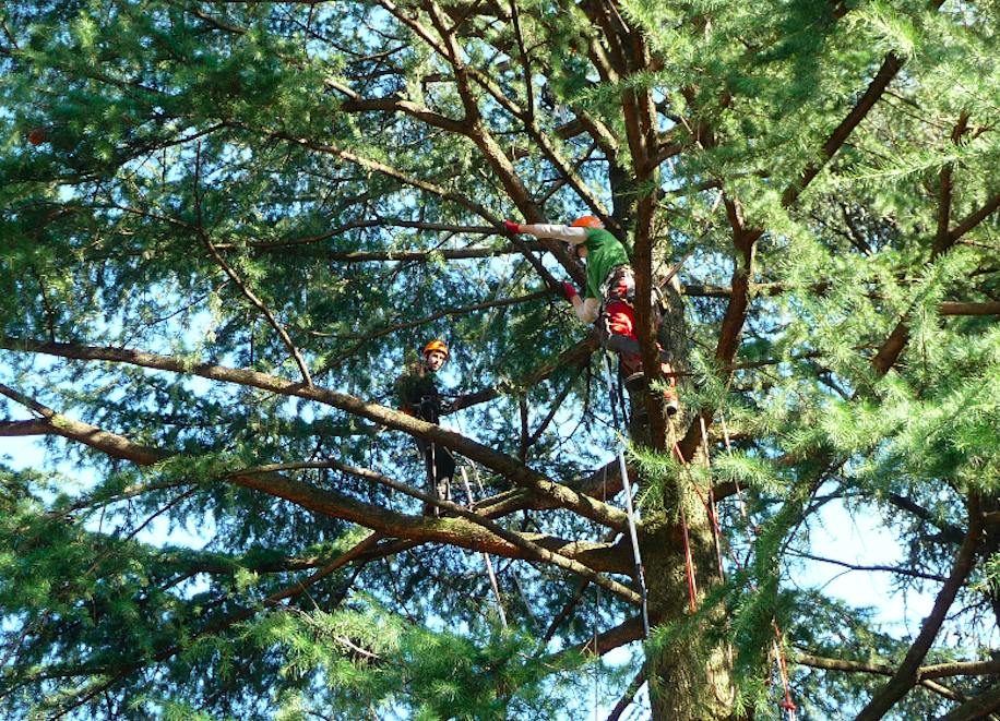 tree climbing